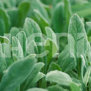 Adaçayı Bitkisel Ekstrakt Üretimi, Herbal Extract Manufacturers