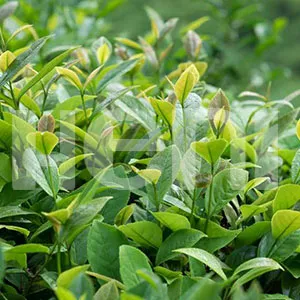 Yeşil Çay Ekstrakt Üretimi, Herbal Extract Manufacturers